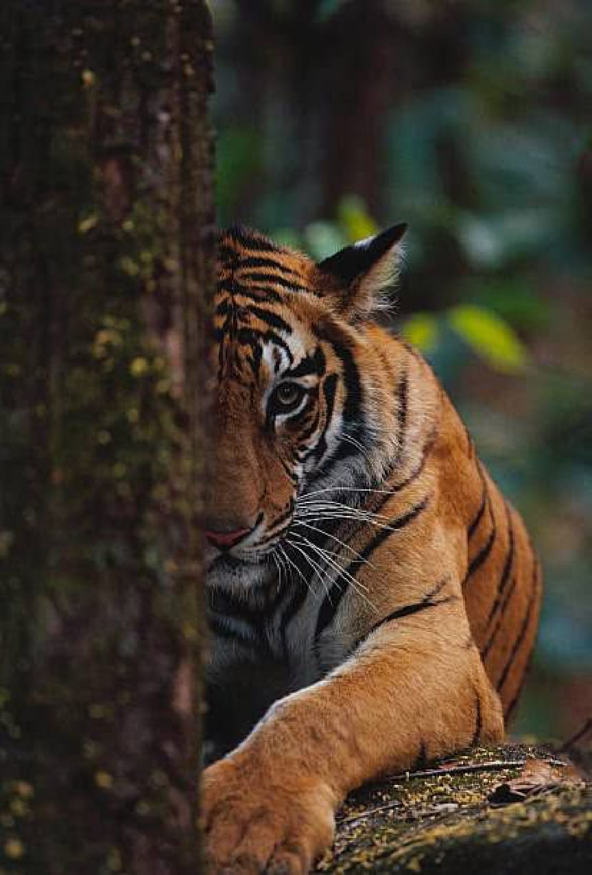 Valmikinagar Tiger Reserve Wildlife